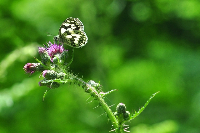 04 07 15_5812_edited-1.jpg - MARBLED WHITE - CHASE WOOD - 4.7.15